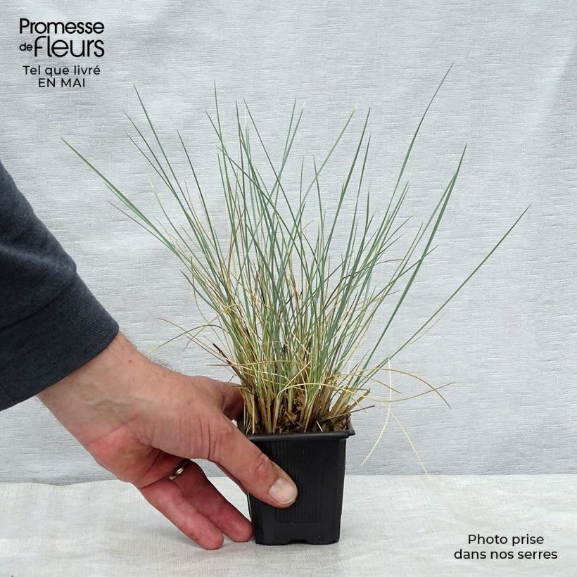 Helictotrichon sempervirens - Blue oat grass 8/9 cm pot sample as delivered in spring