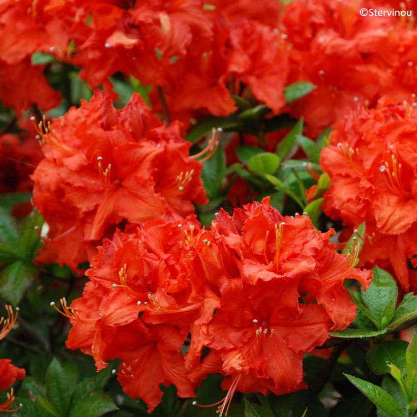 Azalea mollis Gibraltar (Flowering)
