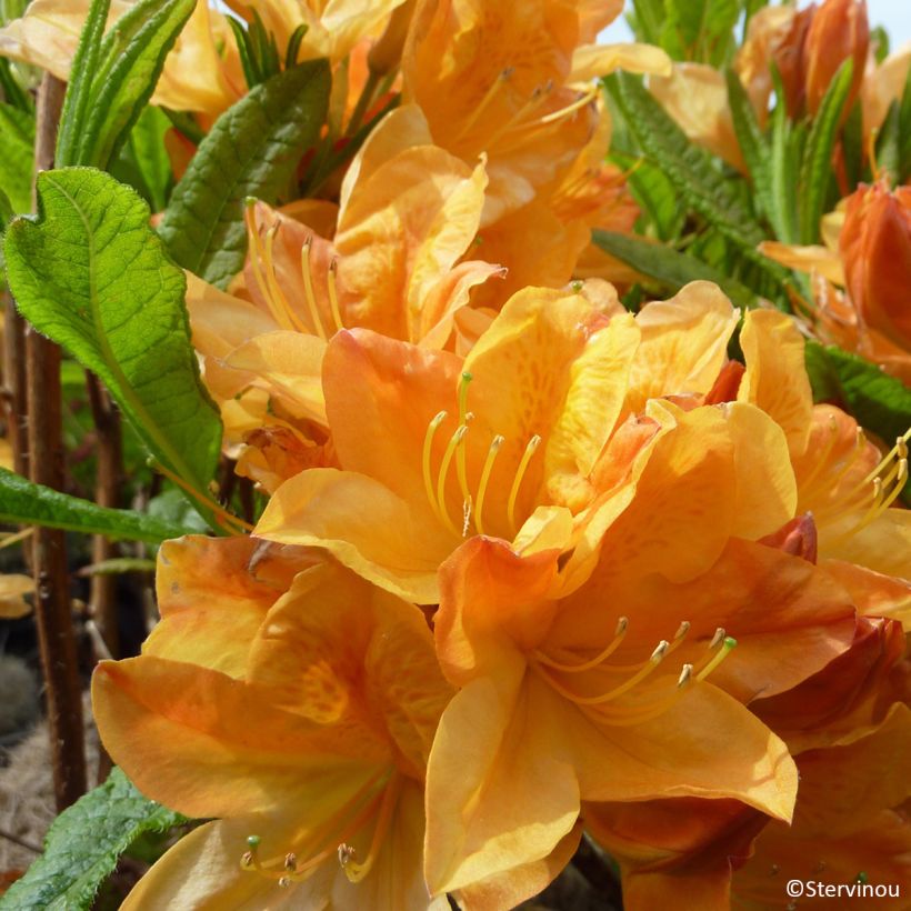 Rhododendron Hortulanus H Witte (Flowering)