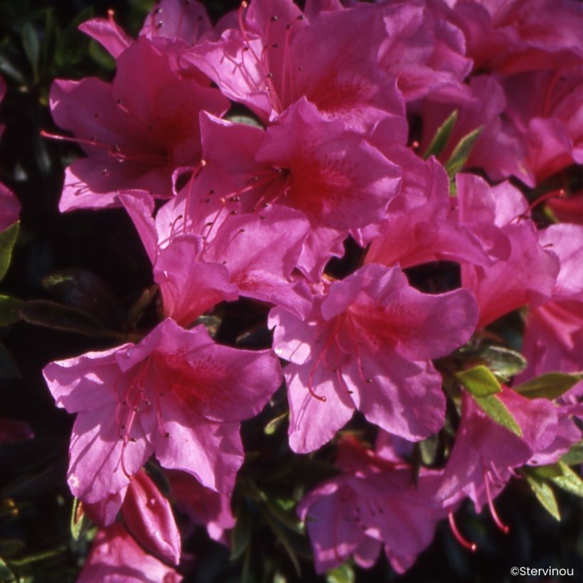 Rhododendron Beethoven (Flowering)