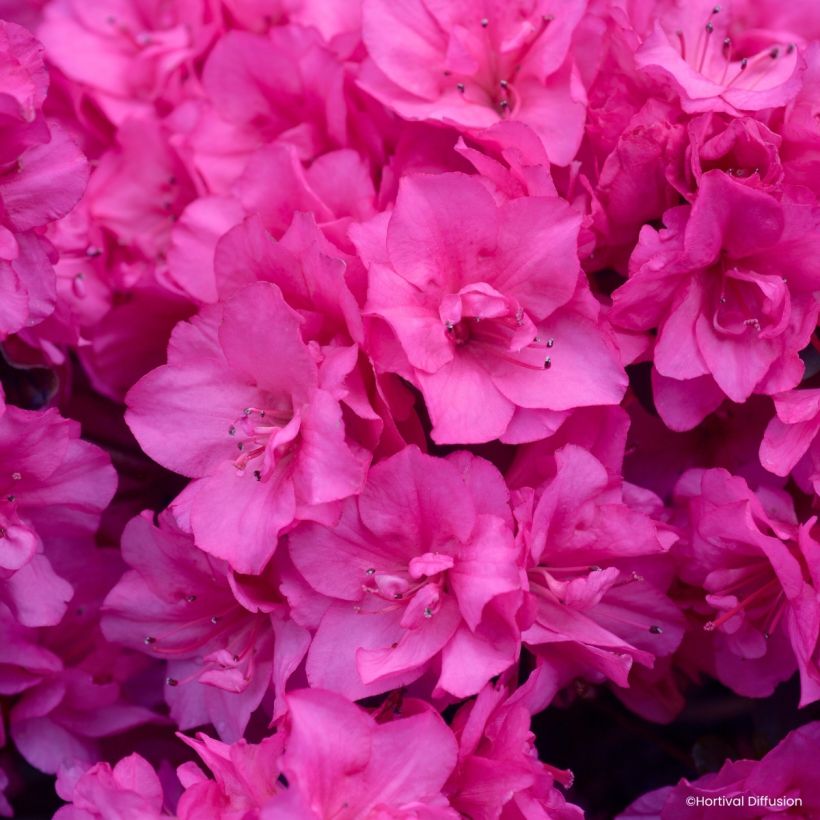 Rhododendron molle Flash Dance Pink - Japanese azalea (Flowering)