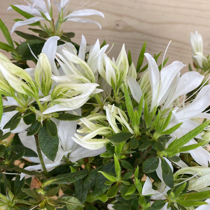 Rhododendron macrosepalum Koromo- shikibu White - Large-sepaled Rhododendron, Large-sepaled Azalea  - Azalée japonaise Koromo-shikibu White, Azalée persistante Koromo-shikibu White (Foliage)