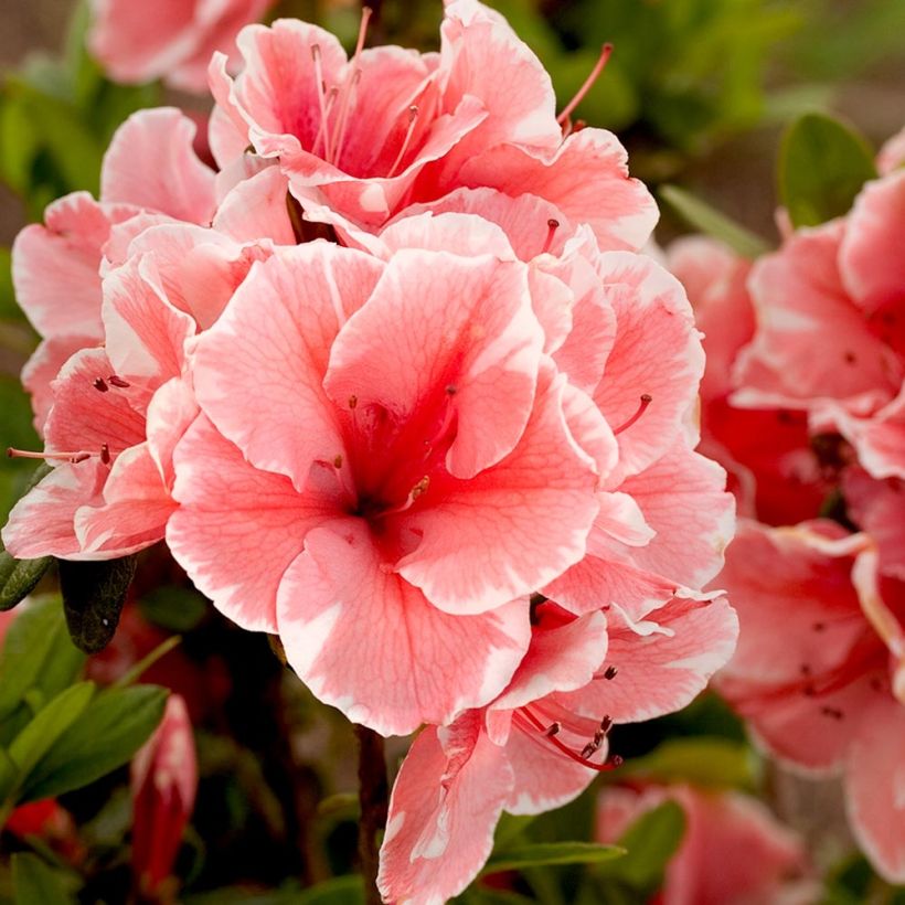 Azalea japonica ENCORE Sunburst Roblet (Flowering)