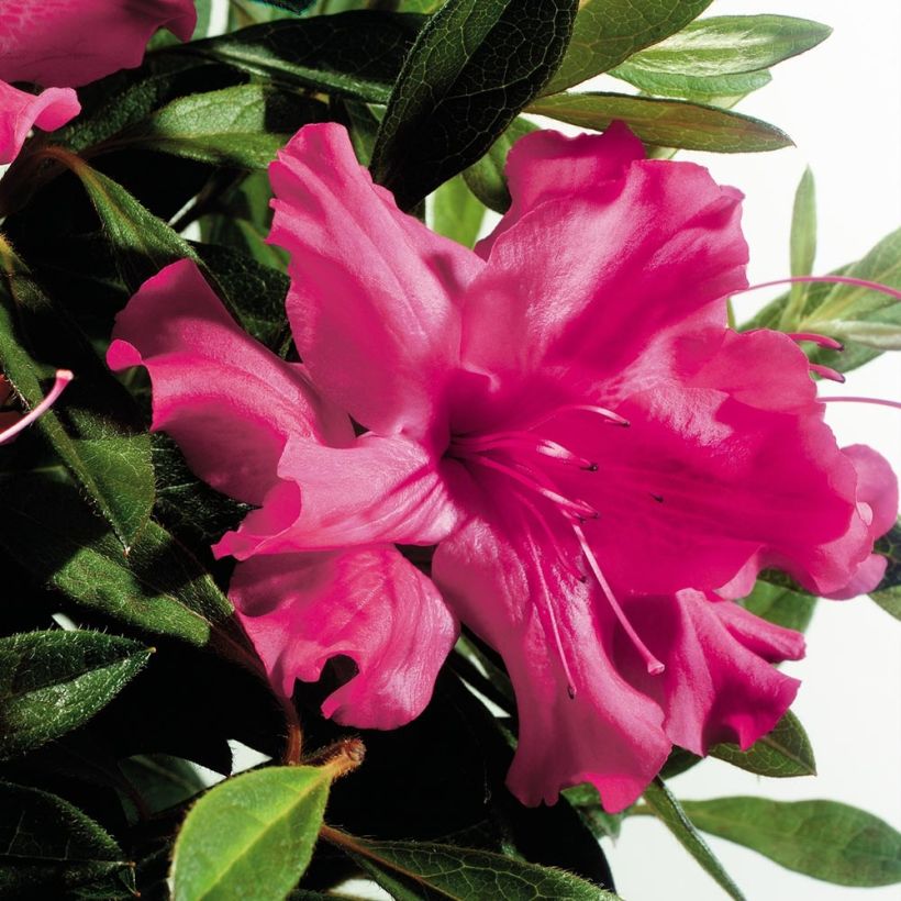 Azalea japonica ENCORE Sundance Roblef (Flowering)
