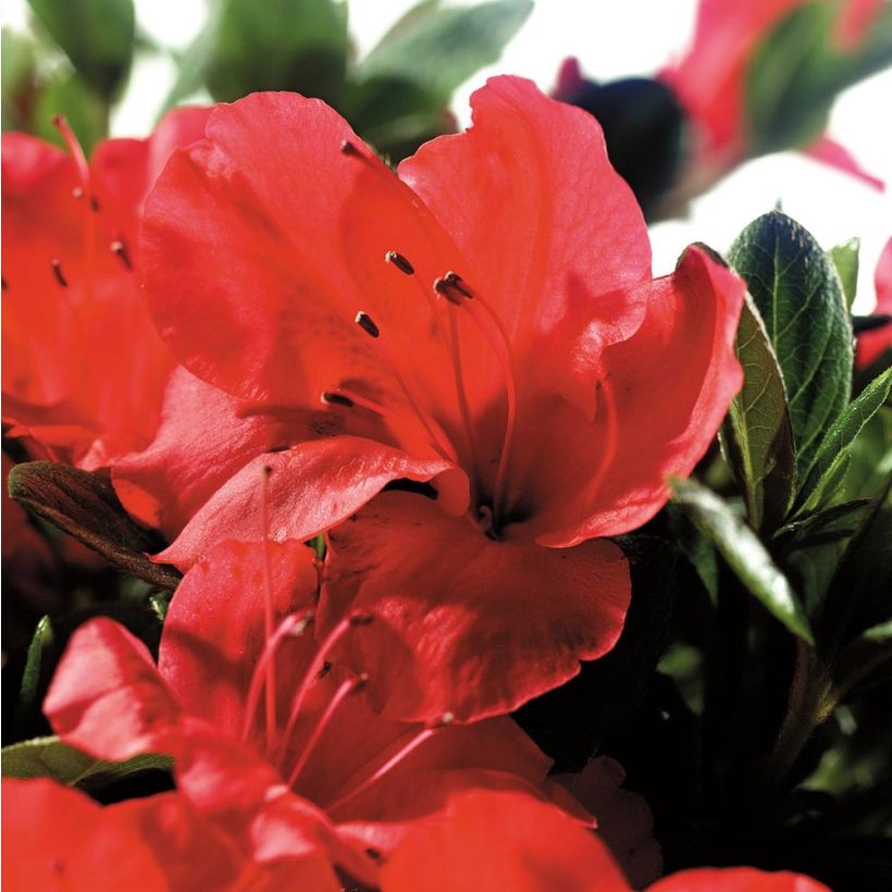 Azalea japonica ENCORE Sunset Roblen (Flowering)