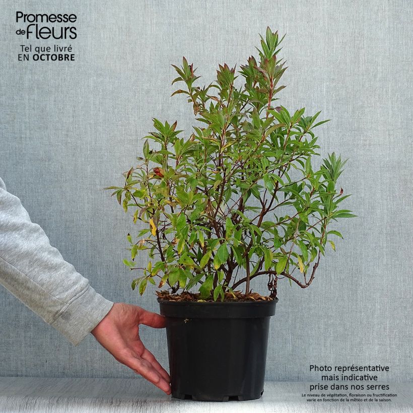 Rhododendron canescens - Mountain Azalea 4L/5L pot sample as delivered in autumn