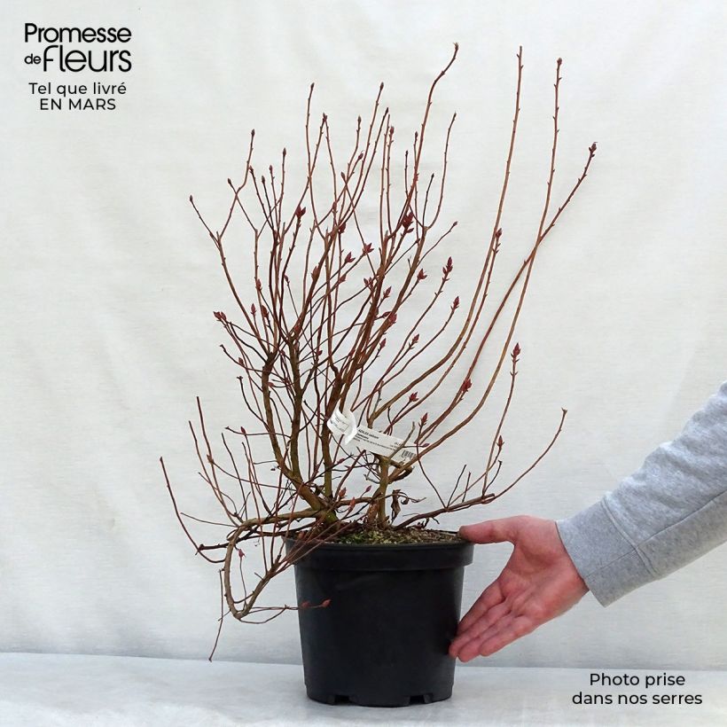 Rhododendron canescens - Mountain Azalea 4L/5L pot sample as delivered in spring