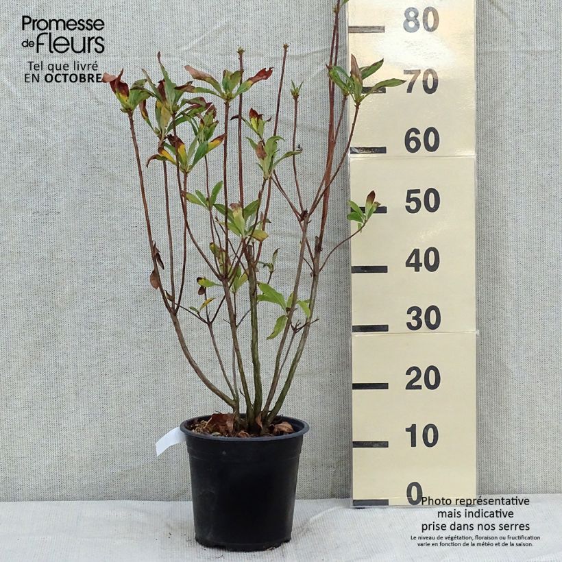 Chinese Azalea Satan 4L/5L pot sample as delivered in autumn