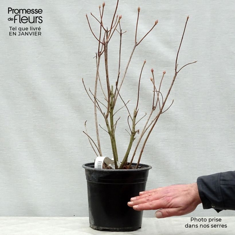 Azalea mollis Glowing Embers 4L/5L pot sample as delivered in winter