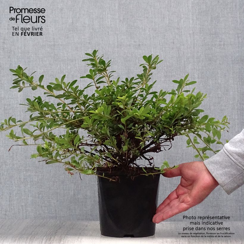 Azalea nakaharae Pink Cascade 2L/3L pot sample as delivered in autumn