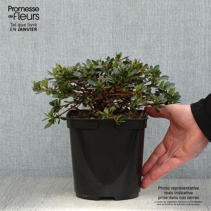 Azalea nakaharae Pink Cascade 2L/3L pot sample as delivered in winter