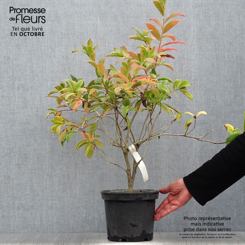Rhododendron occidentale Anneke - Western Azalea 4L/5L pot sample as delivered in autumn