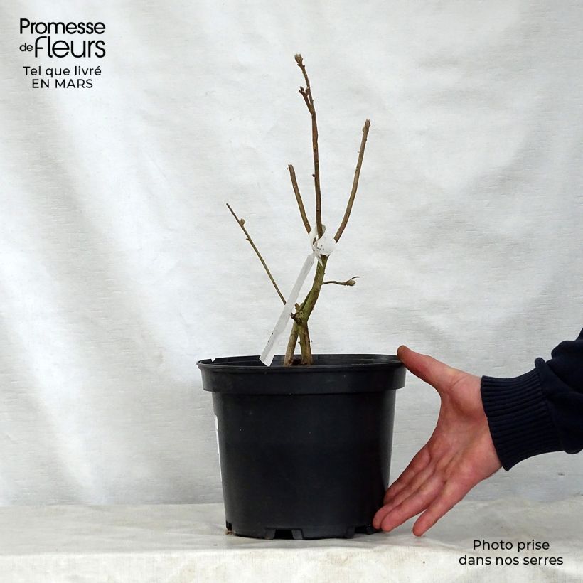 Azalea mollis Daviesii 4L/5L pot sample as delivered in spring