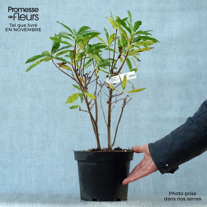Rhododendron occidentale Delicatissima - Western Azalea 4L/5L pot sample as delivered in autumn