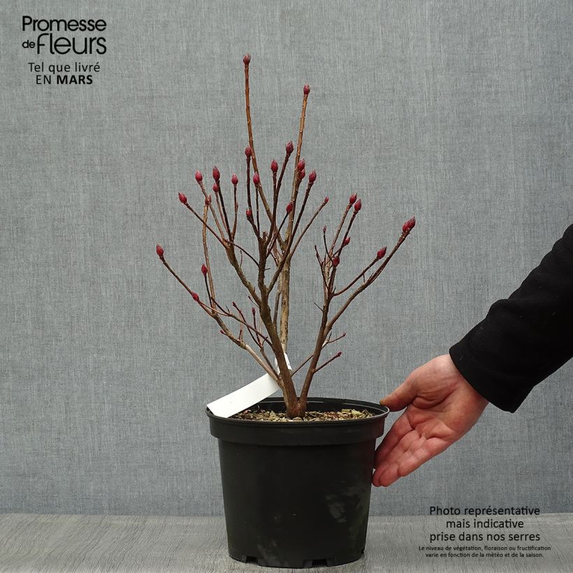 Rhododendron occidentale Delicatissima - Western Azalea 4L/5L pot sample as delivered in spring