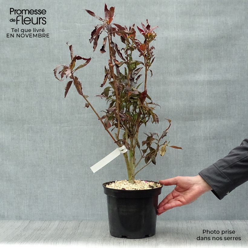 Azalea Fire Ball 4L/5L pot sample as delivered in autumn