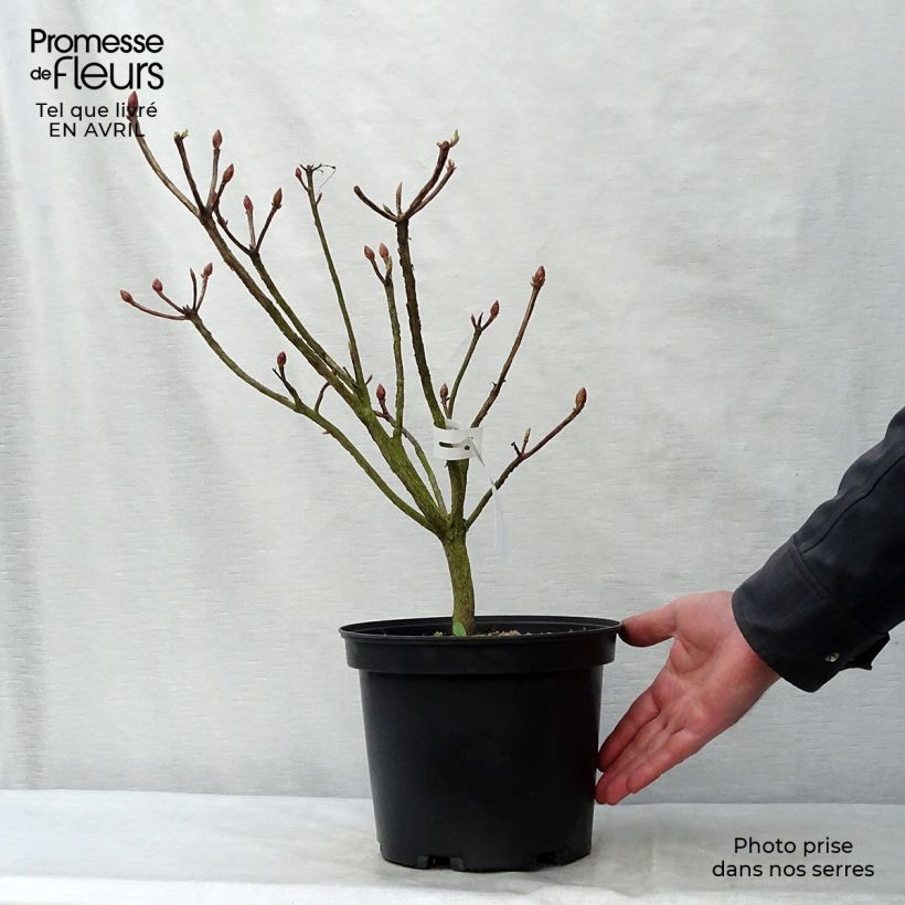 Azalea Fire Ball 4L/5L pot sample as delivered in spring