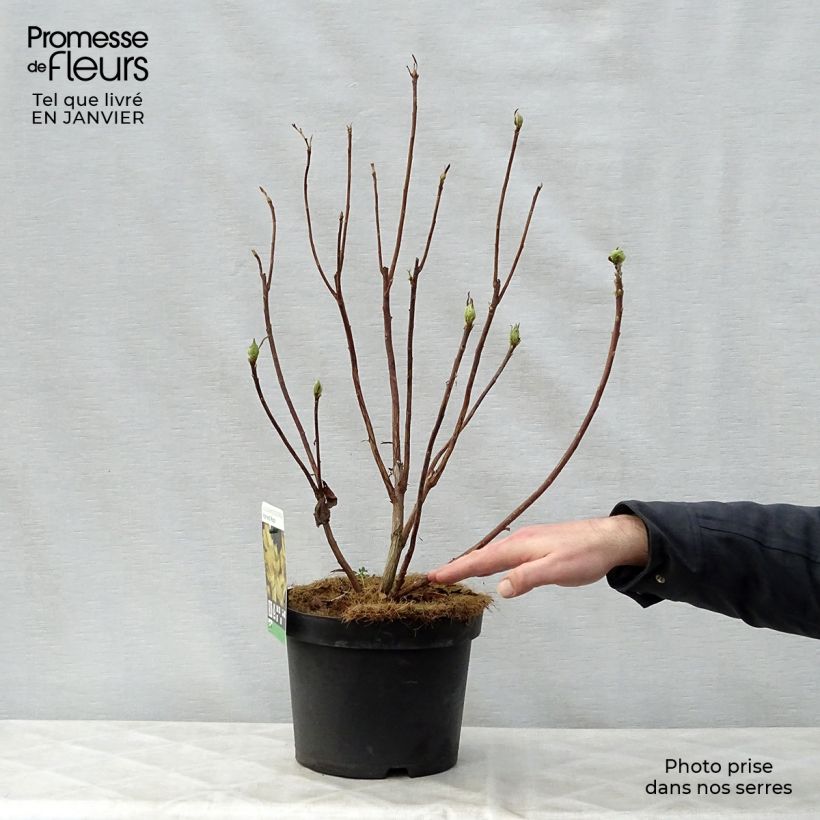 Azalea mollis Harvest Moon 4L/5L pot sample as delivered in winter