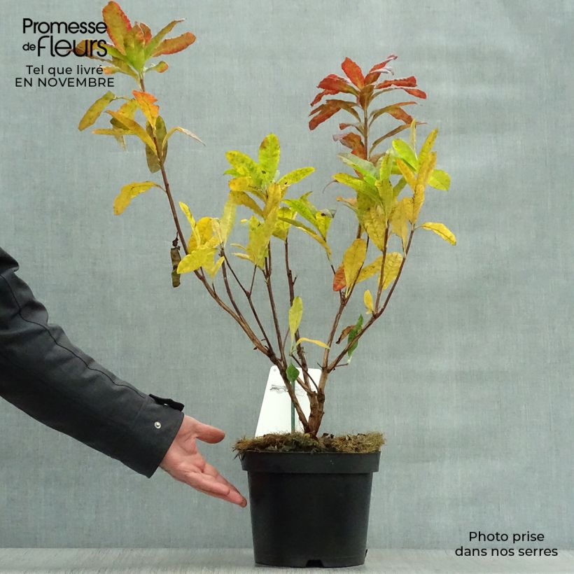 Azalea mollis Harvest Moon 4L/5L pot sample as delivered in autumn