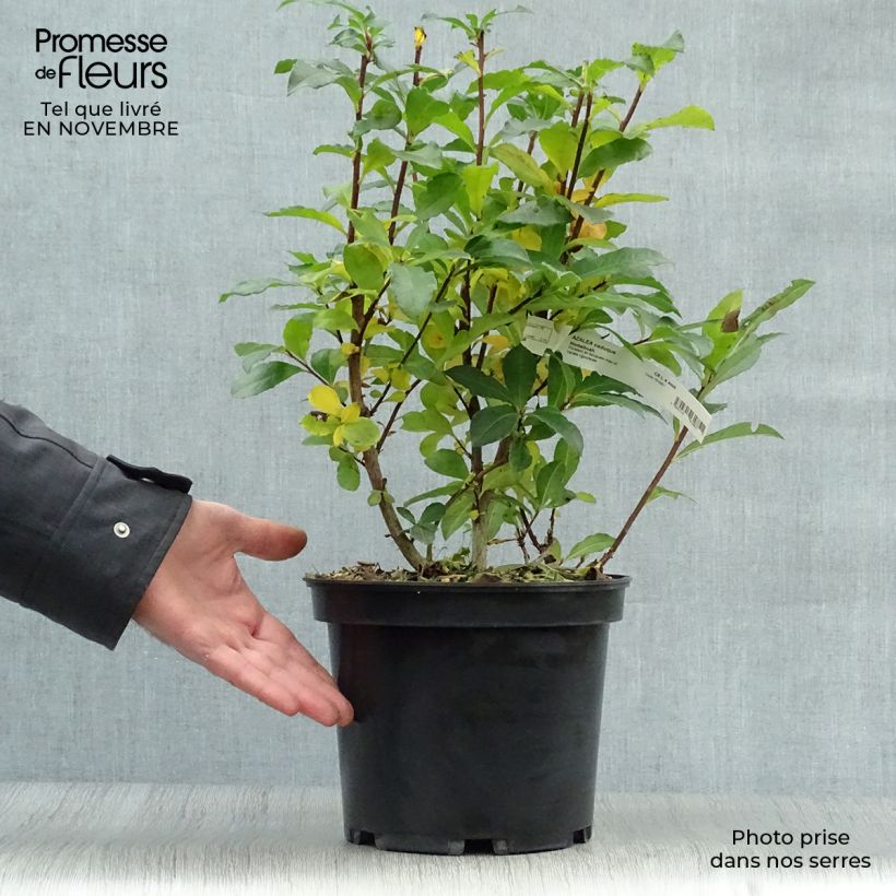Rhododendron Homebush - Knaphill Azalea 4L/5L pot sample as delivered in autumn
