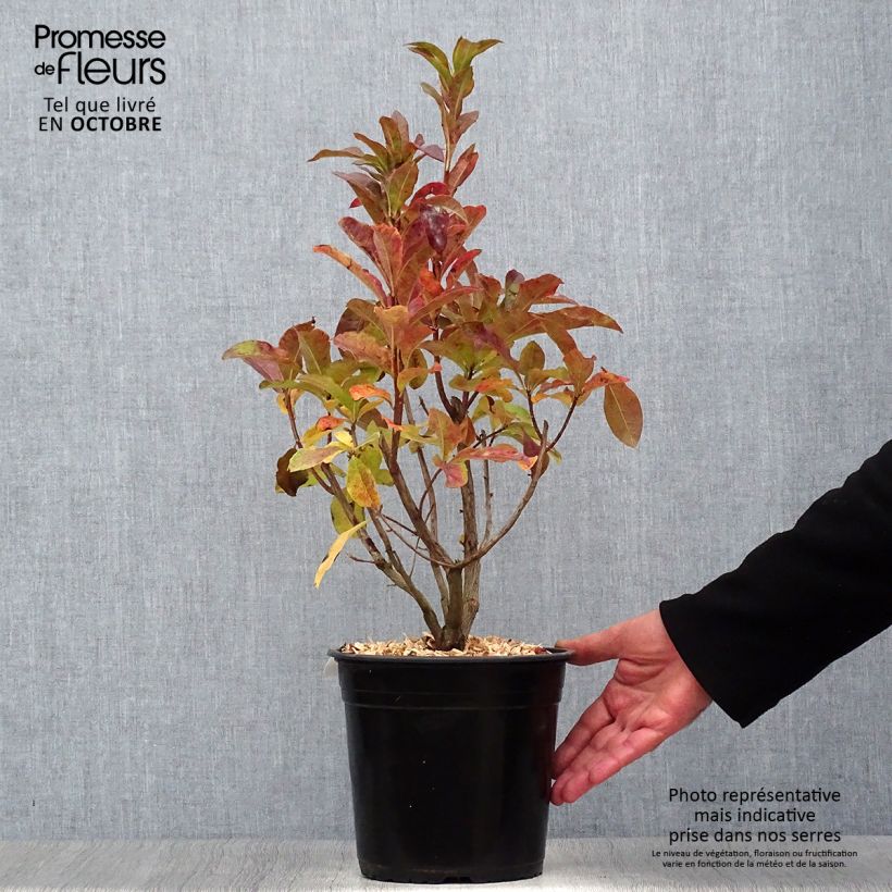 Azalea Jolie Madame 3L/4L pot sample as delivered in autumn