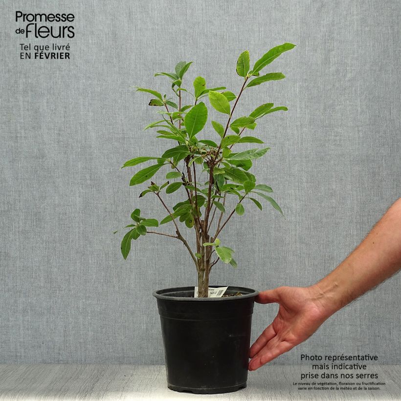 Azalea mollis Klondyke 4L/5L pot sample as delivered in autumn
