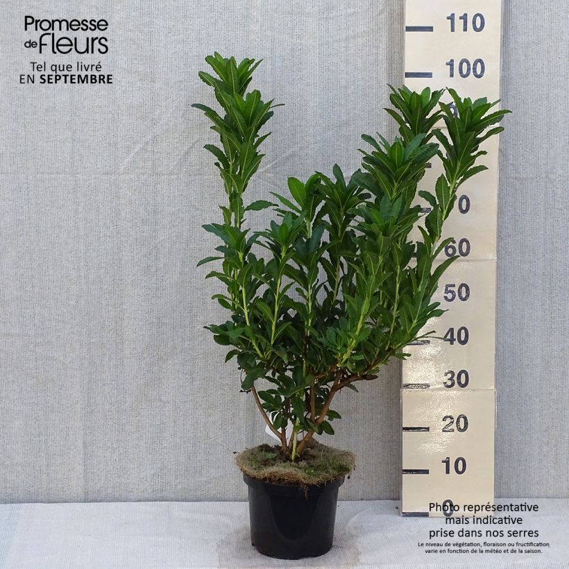 Azalea mollis Kosters Brilliant Red 4L/5L pot sample as delivered in autumn