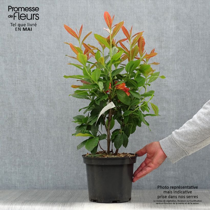 Azalea Knaphill Mary Poppins 4L/5L pot sample as delivered in spring