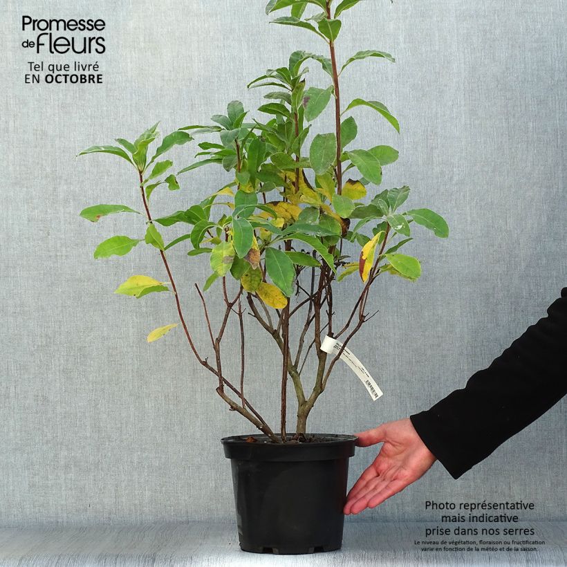 Azalea Mount Rainier 4L/5L pot sample as delivered in autumn