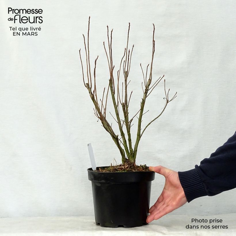 Rhododendron luteum Nabucco 4L/5L pot sample as delivered in spring