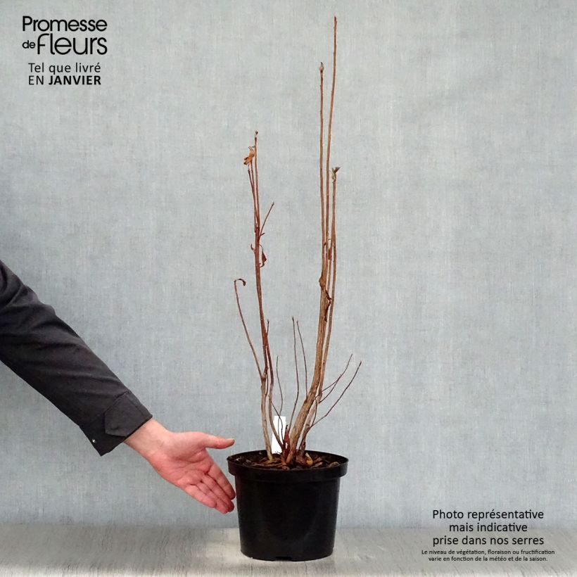 Rhododendron luteum Nabucco 4L/5L pot sample as delivered in winter