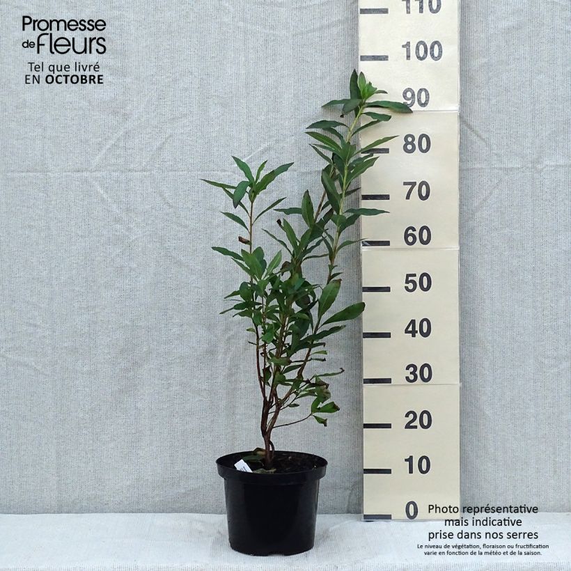 Rhododendron luteum Nabucco 4L/5L pot sample as delivered in autumn