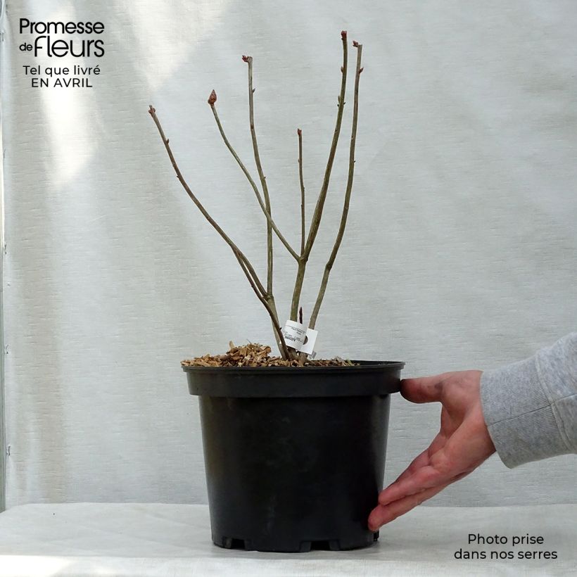 Azalea luteum Narcissiflora 4L/5L pot sample as delivered in spring