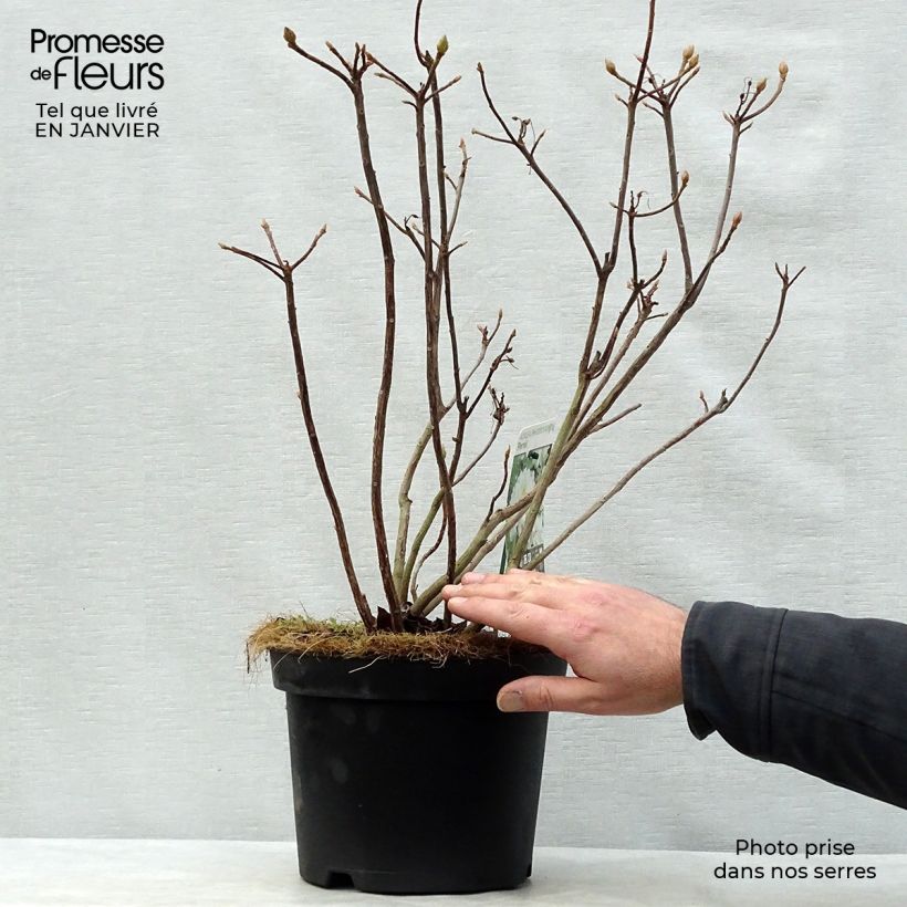 Azalea mollis Persil 4L/5L pot sample as delivered in winter