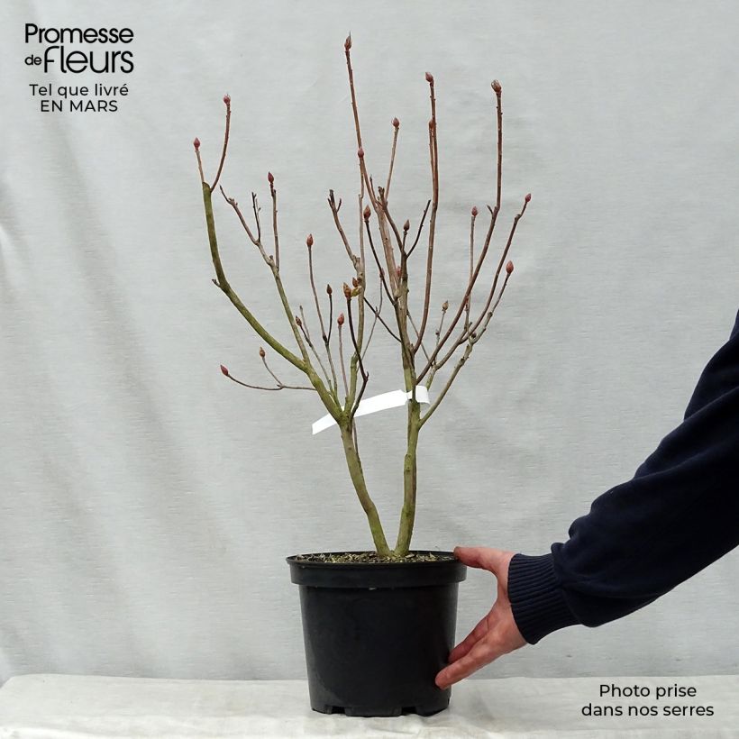 Azalea mollis Peter Koster 4L/5L pot sample as delivered in spring