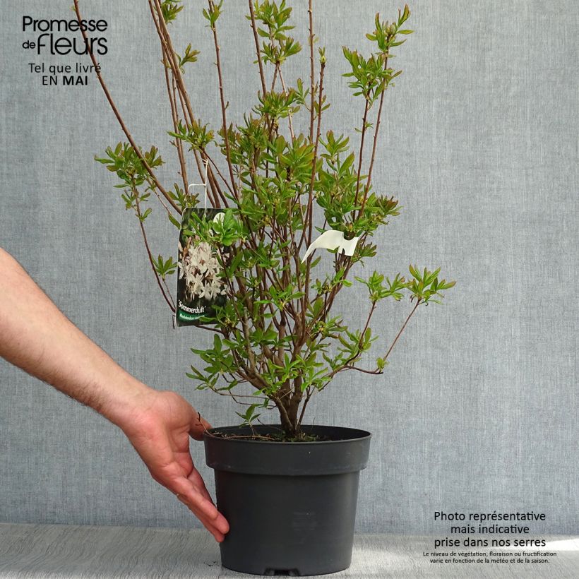 Chinese Azalea Sommerduft 4L/5L pot sample as delivered in spring