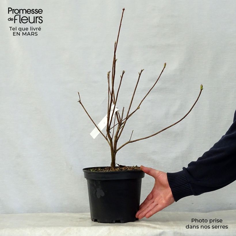 Azalea Wallowa Red 4L/5L pot sample as delivered in spring