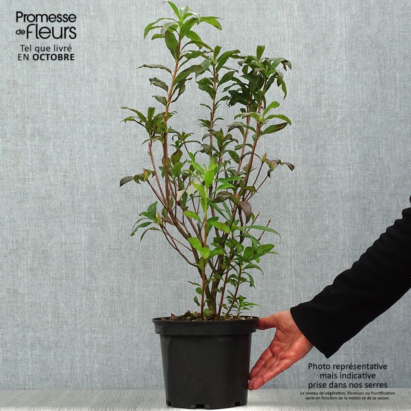 Azalea Wallowa Red 4L/5L pot sample as delivered in autumn