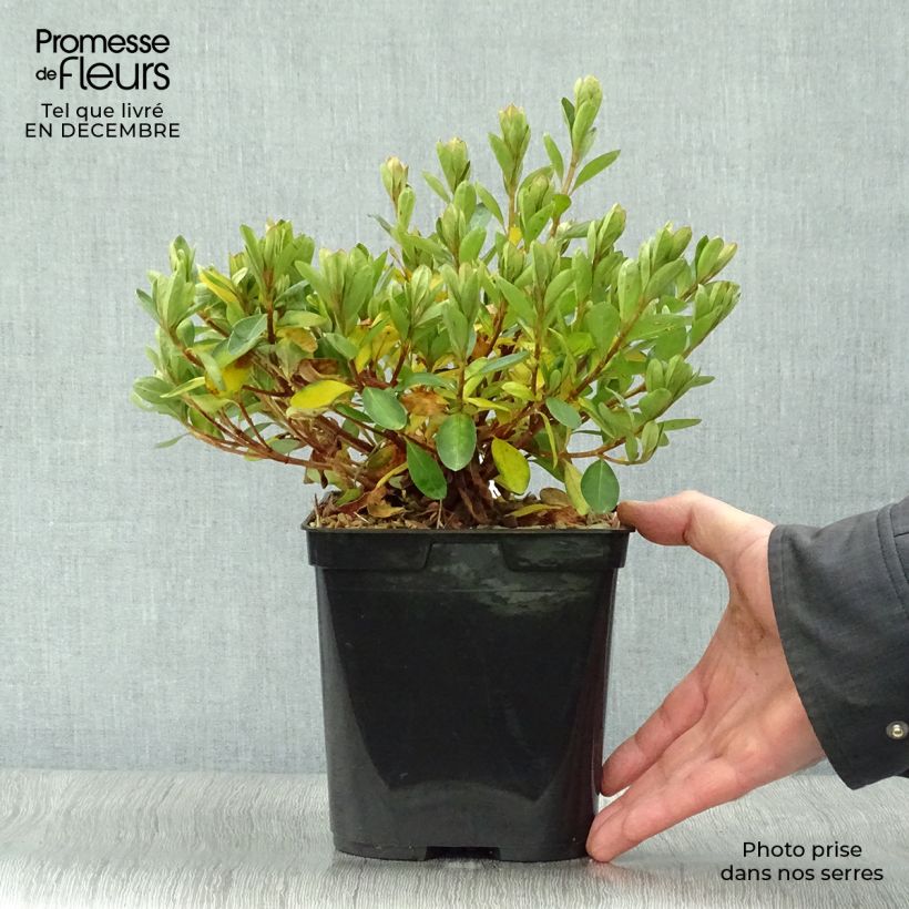Azalea japonica Als Picotee 2L/3L pot sample as delivered in winter