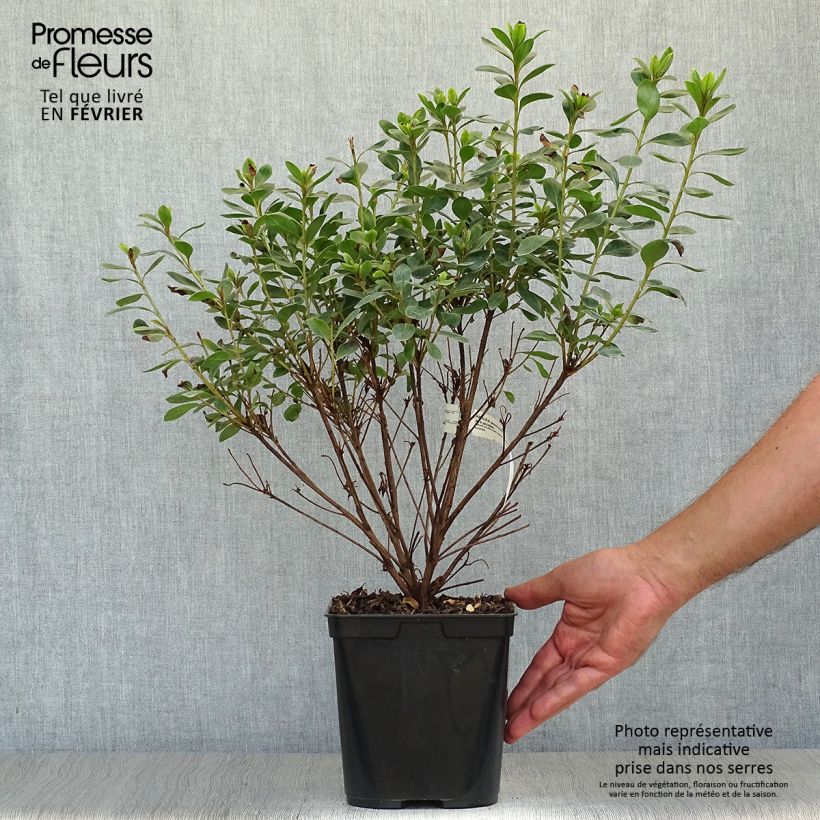 Azalea japonica Als Picotee 2L/3L pot sample as delivered in autumn