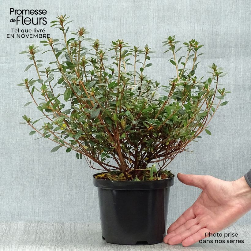 Rhododendron kaempferi Amoena - Japanese Azalea 7.5L/10L pot sample as delivered in autumn