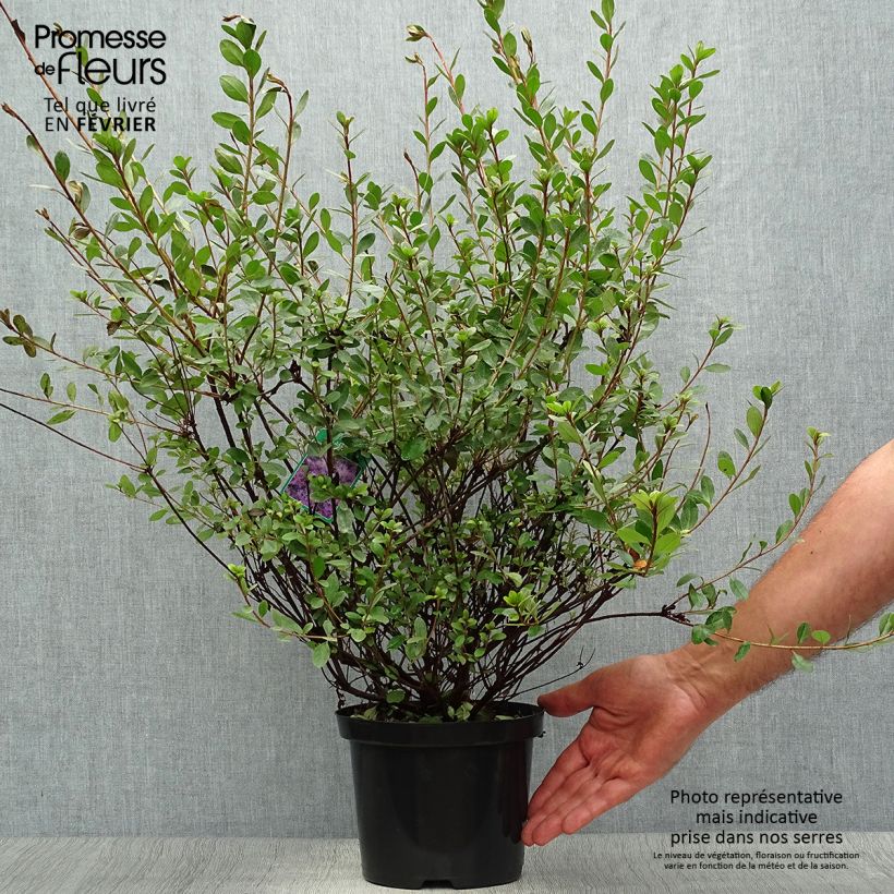 Rhododendron kaempferi Amoena - Japanese Azalea 2L/3L pot sample as delivered in autumn