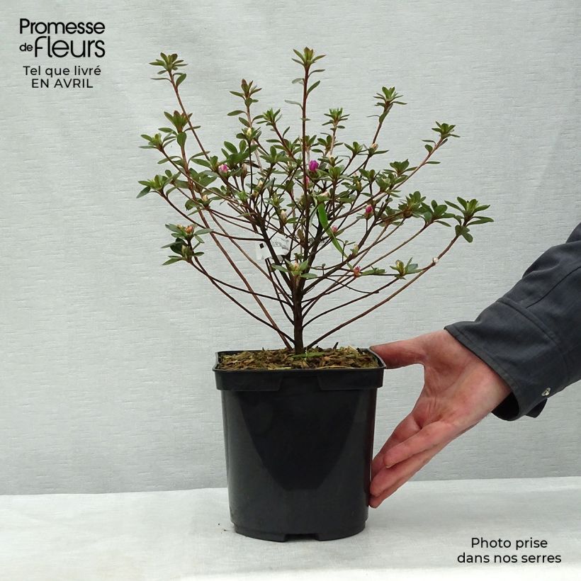Rhododendron kaempferi Amoena - Japanese Azalea 2L/3L pot sample as delivered in spring