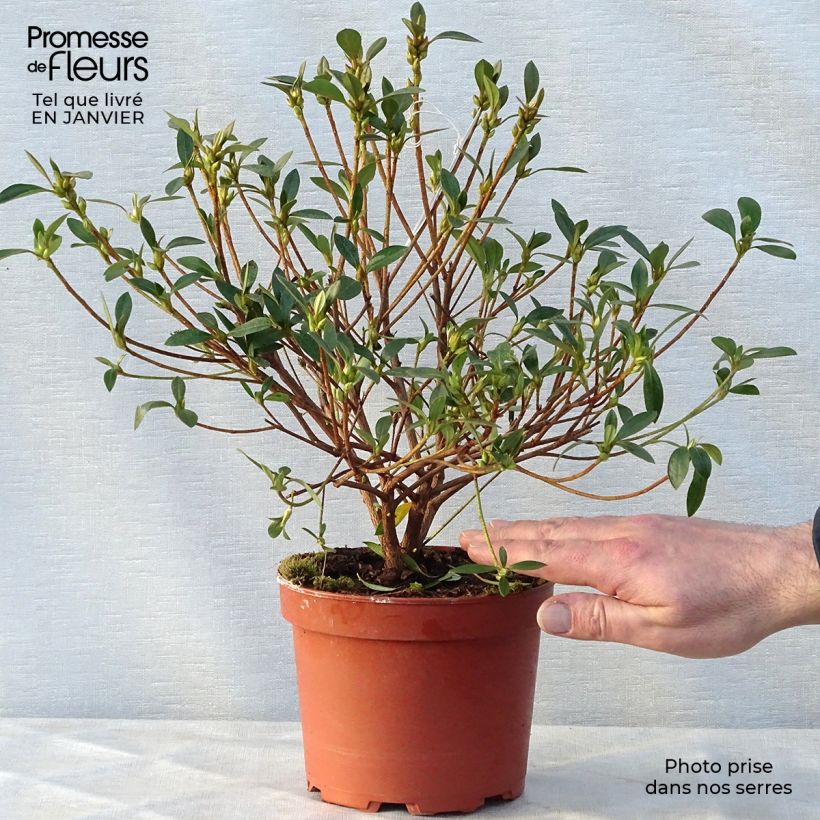 Azalea japonica Blue Danube 2L/3L pot sample as delivered in winter
