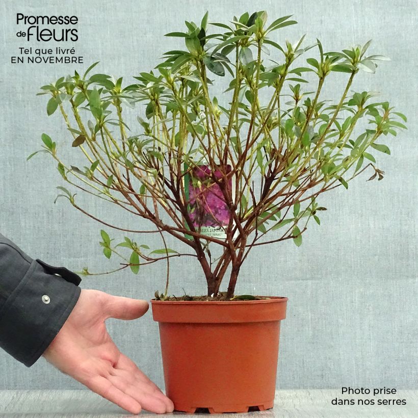 Azalea japonica Blue Danube 2L/3L pot sample as delivered in autumn