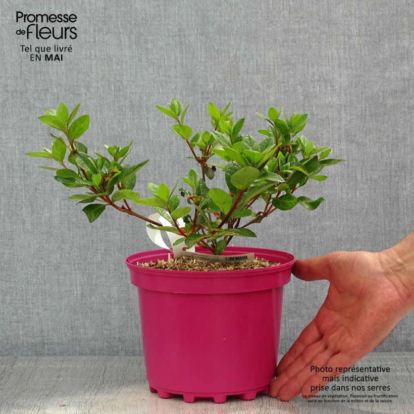 Azalea japonica Christina 2L/3L pot sample as delivered in spring