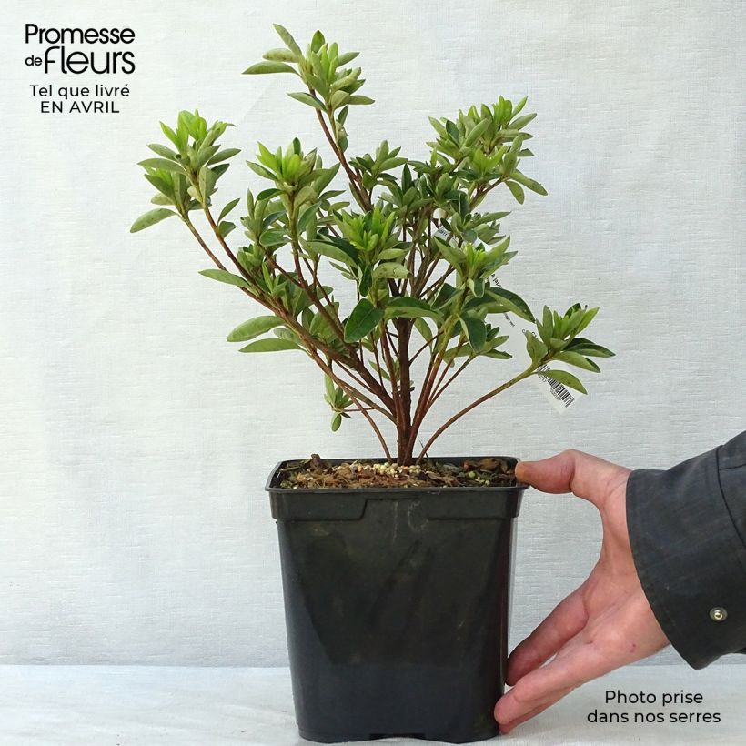 Rhododendron kaempferi Eucharis - Japanese Azalea 2L/3L pot sample as delivered in spring