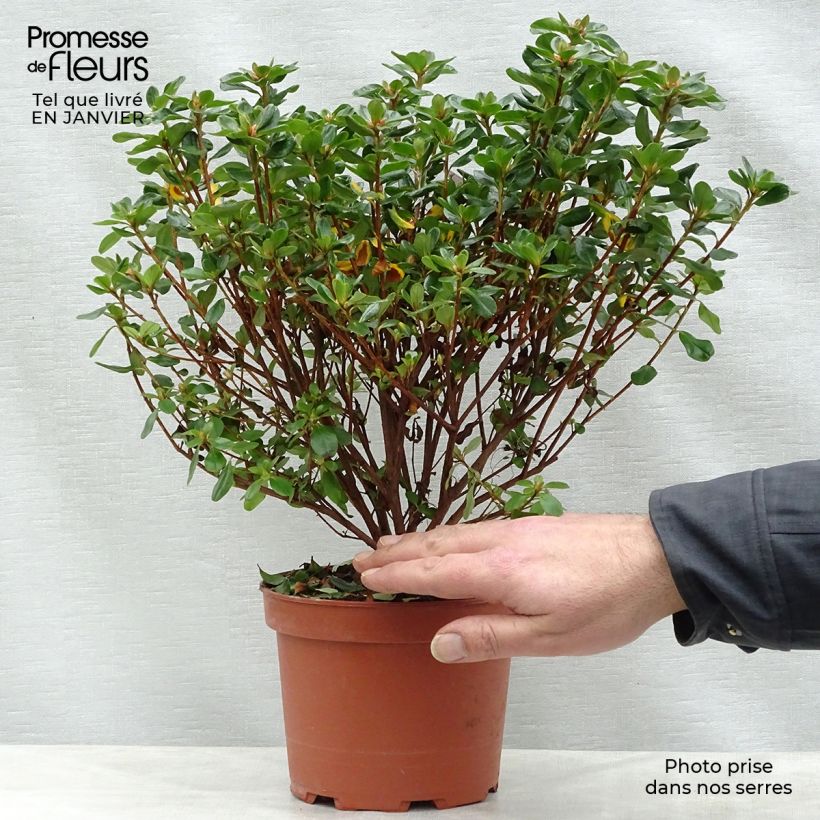 Japanese Azalea Hino-Crimson 2L/3L pot sample as delivered in winter