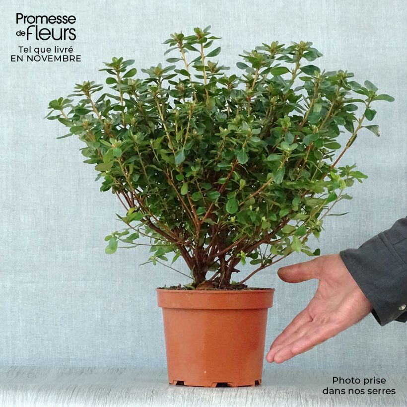 Japanese Azalea Hino-Crimson 2L/3L pot sample as delivered in autumn