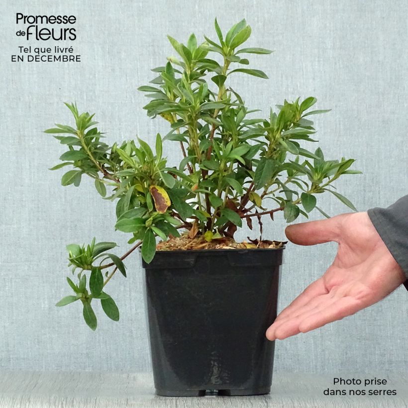 Azalea japonica Ho Oden 2L/3L pot sample as delivered in winter